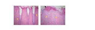 histology.png